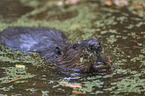 American beaver