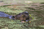 American beaver