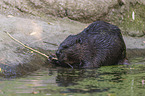 American beaver