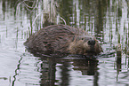 Canadian beaver