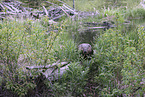 Canadian beaver