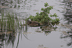 Canadian beaver