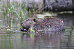 Canadian beaver