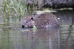 Canadian beaver
