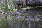 Canadian beaver