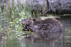 Canadian beaver