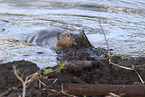 Canadian beaver