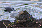 Canadian beaver