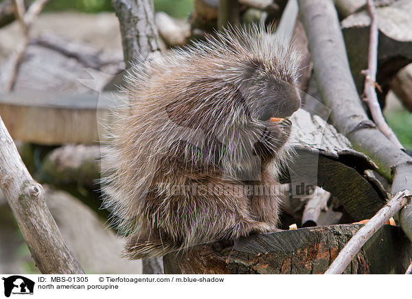 Urson / north american porcupine / MBS-01305