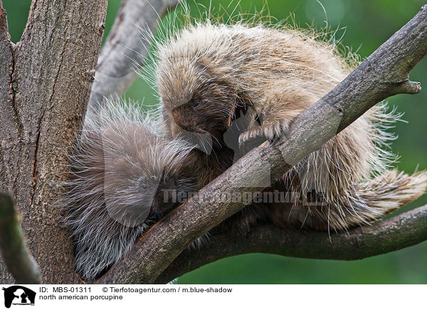 north american porcupine / MBS-01311