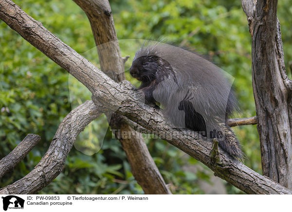 Canadian porcupine / PW-09853