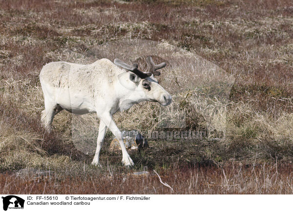 Kanadisches Waldkaribu / Canadian woodland caribou / FF-15610