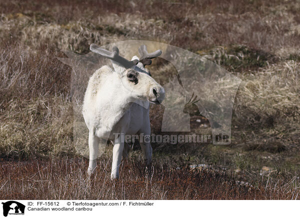Kanadisches Waldkaribu / Canadian woodland caribou / FF-15612