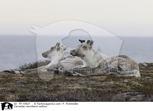 Kanadisches Waldkaribu / Canadian woodland caribou / FF-15621