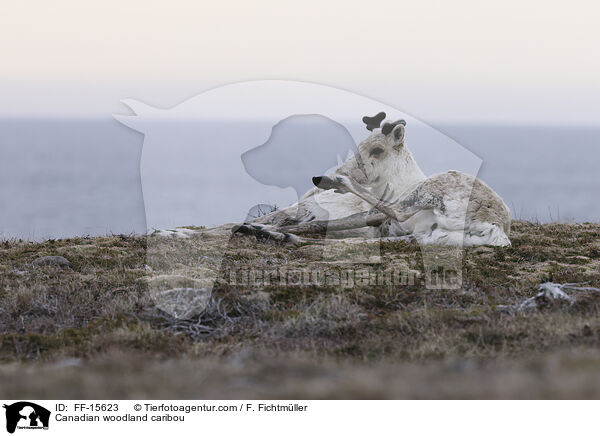 Kanadisches Waldkaribu / Canadian woodland caribou / FF-15623