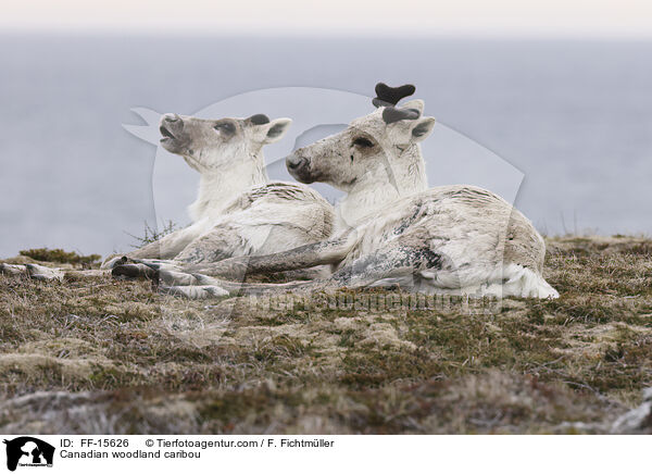 Kanadisches Waldkaribu / Canadian woodland caribou / FF-15626