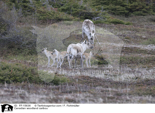 Kanadisches Waldkaribu / Canadian woodland caribou / FF-15636