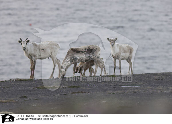 Kanadisches Waldkaribu / Canadian woodland caribou / FF-15645