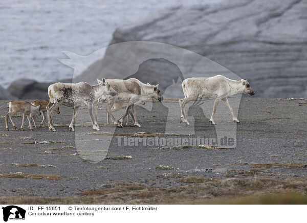 Kanadisches Waldkaribu / Canadian woodland caribou / FF-15651
