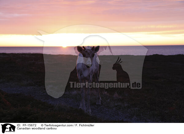 Kanadisches Waldkaribu / Canadian woodland caribou / FF-15672