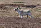 Canadian woodland caribou