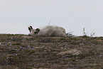 Canadian woodland caribou
