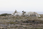 Canadian woodland caribou