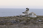 Canadian woodland caribou