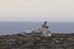 Canadian woodland caribou