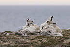 Canadian woodland caribou