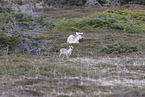 Canadian woodland caribou