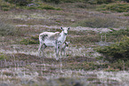 Canadian woodland caribou