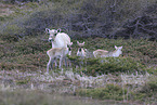 Canadian woodland caribou