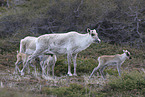 Canadian woodland caribou