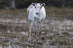 Canadian woodland caribou