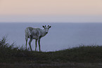 Canadian woodland caribou