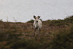 Canadian woodland caribou