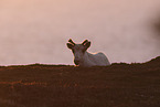 Canadian woodland caribou