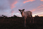 Canadian woodland caribou