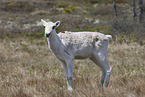 Canadian woodland caribou