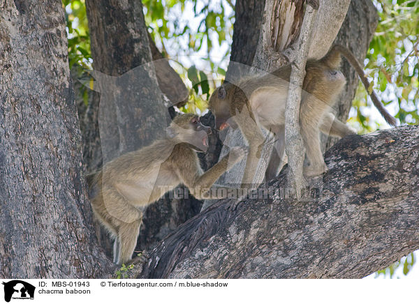 chacma baboon / MBS-01943