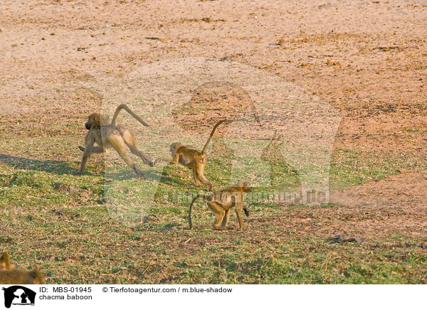 Brenpavian / chacma baboon / MBS-01945