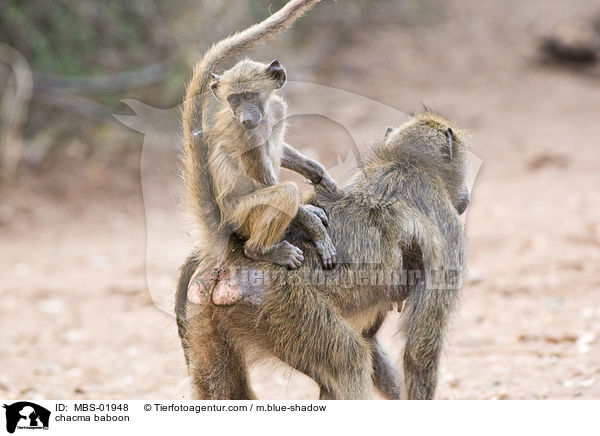 Brenpavian / chacma baboon / MBS-01948