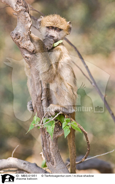 chacma baboon / MBS-01951