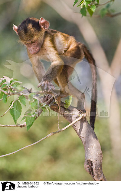 Brenpavian / chacma baboon / MBS-01952