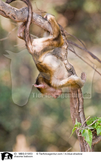 Brenpavian / chacma baboon / MBS-01953