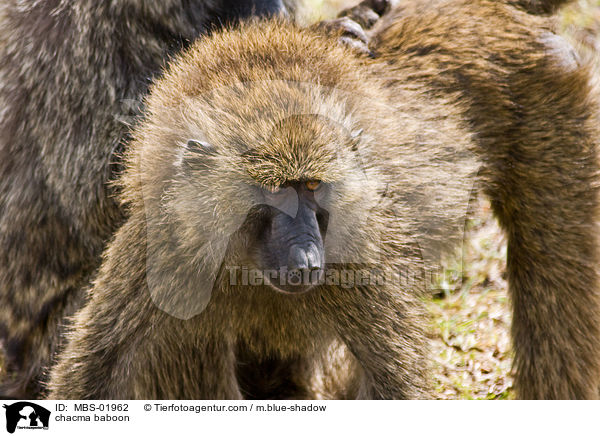 Brenpavian / chacma baboon / MBS-01962