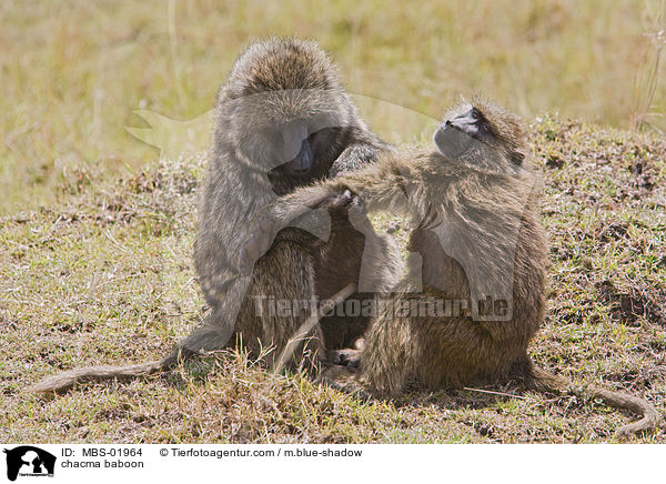 Brenpavian / chacma baboon / MBS-01964