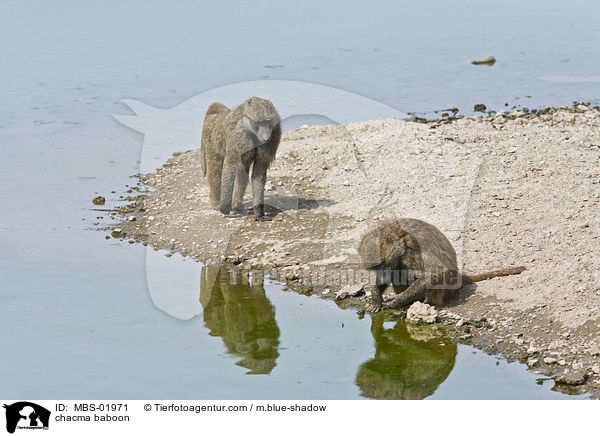 chacma baboon / MBS-01971