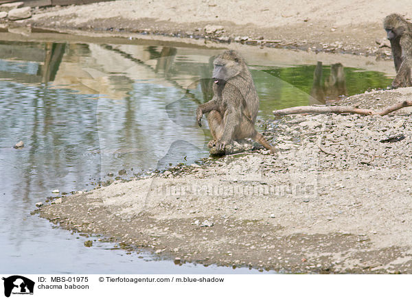 Brenpavian / chacma baboon / MBS-01975